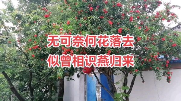 赏析无可奈何花落去(  似曾相识燕归来又暗藏着什么情绪呢)