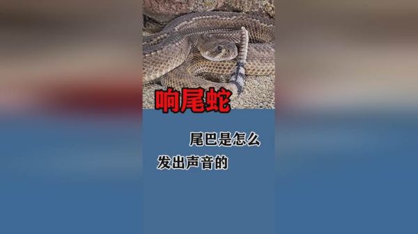 蛇的叫声是怎样的(它们怎么发出声音呢)