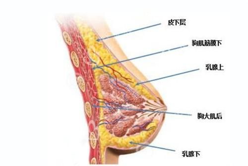 组词大胸女生的胸口(她们的胸部构造有什么不同)