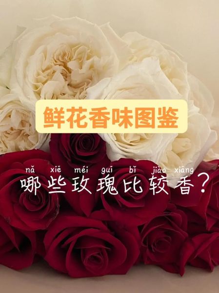 玫瑰花到期了下一句是啥(你是在暗示什么)