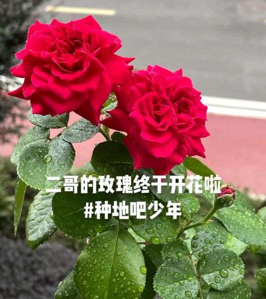 玫瑰花到了花期下一句(  谁又会收到玫瑰)